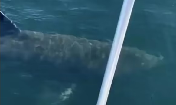 ВИДЕО с мъж и акула стана хит в Instagram