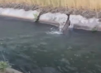 Ето как мъж спасява сърничка от сигурна смърт ВИДЕО