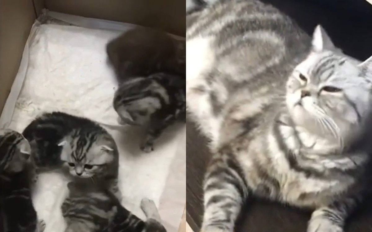Котка, която се гордее с децата си, предизвика възторг в мрежата ВИДЕО