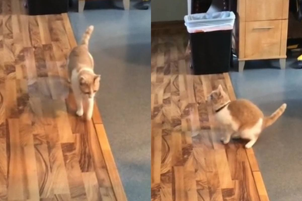 Котарак се подхлъзна на мокър под и разсмя мрежата до сълзи ВИДЕО