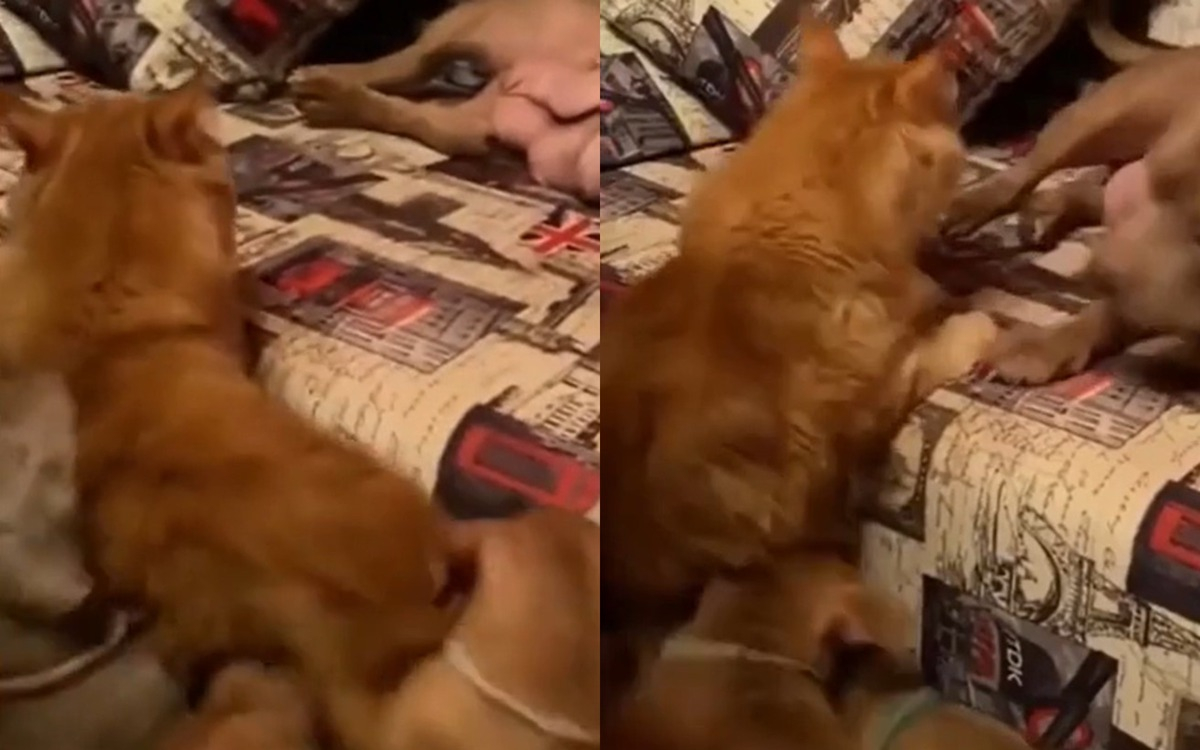 Кученца атакуваха котарак и разсмяха мрежата ВИДЕО