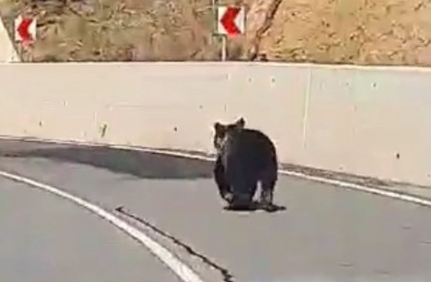 Пловдивчанин засне на пътя ВИДЕО, каквото едва ли сте виждали 
