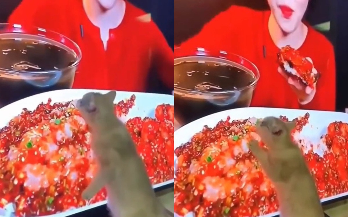 ВИДЕО запечата котарак, който се опитва да изяде ястие от телевизора