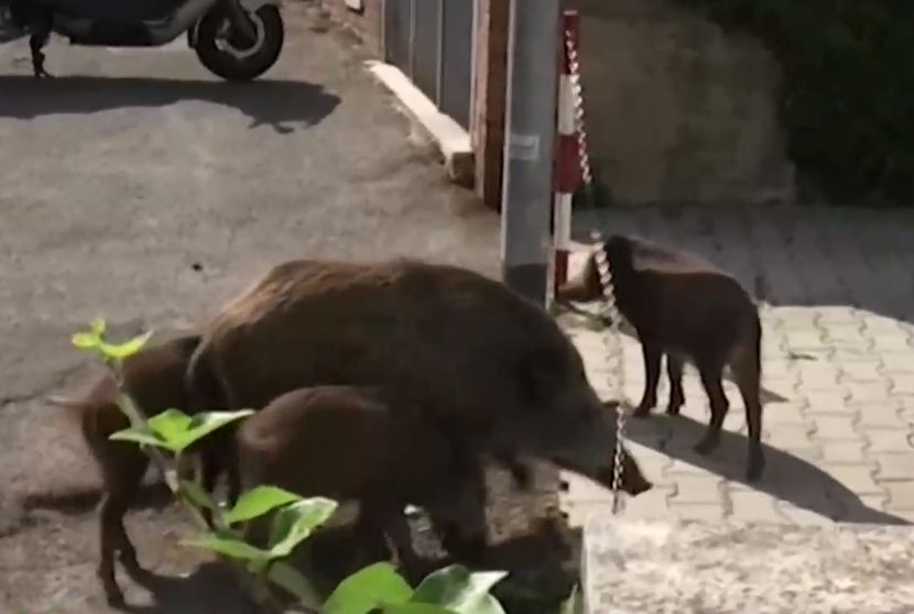 Нашествие на глигани в Рим, политиците в шах ВИДЕО