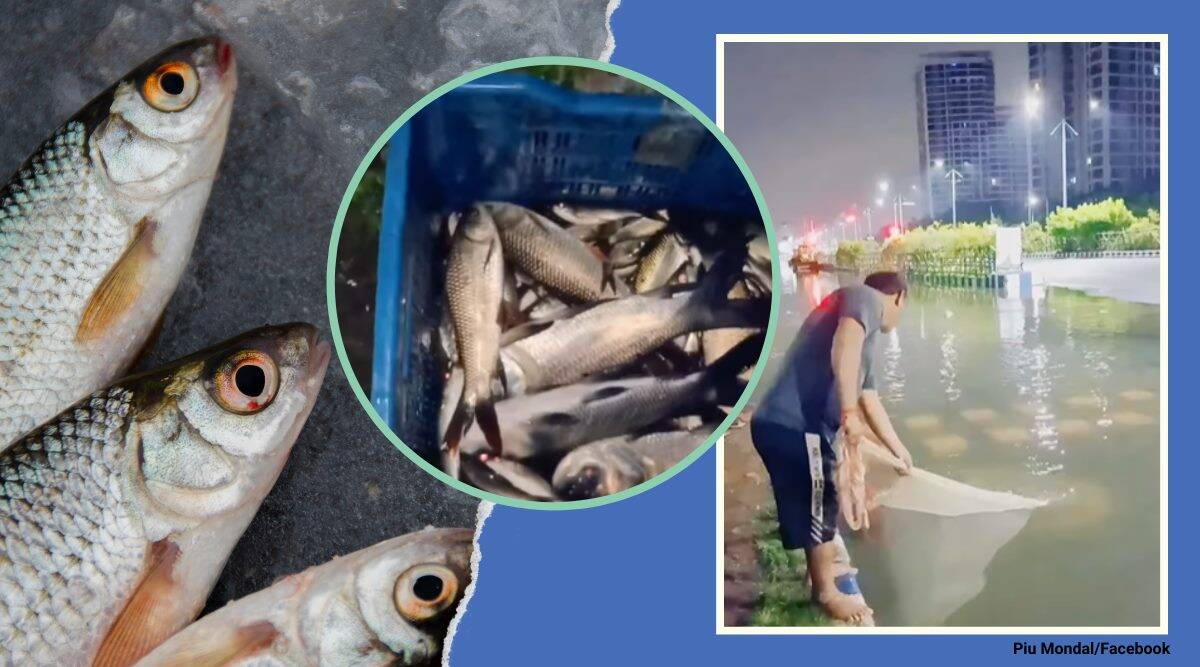 В Индия вадят пълни мрежи с риба от наводнените улици ВИДЕО