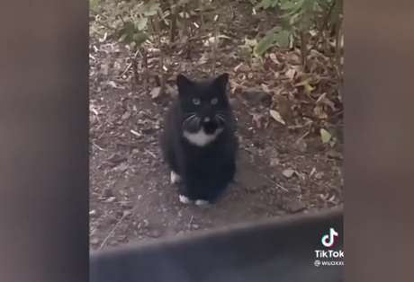 Уличен котарак дойде да види сина си и възхити интернет ВИДЕО