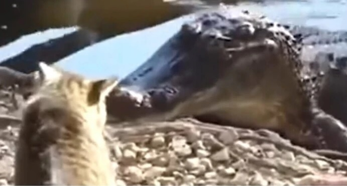 Смели котараци разказаха играта на крокодил, мечка и кобра ВИДЕО 