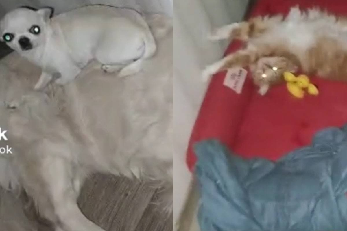 Нахален котарак се настани на леглото на куче и разсмя интернет ВИДЕО