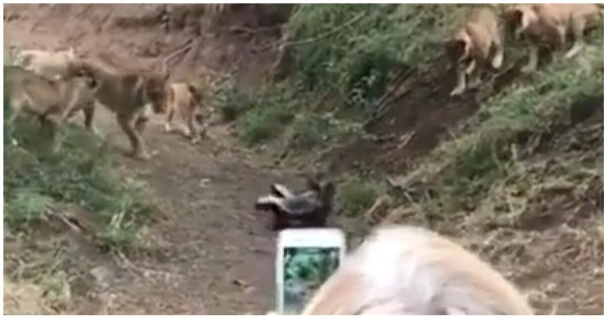 Свирепи язовци разказаха играта на глутница лъвове ВИДЕО