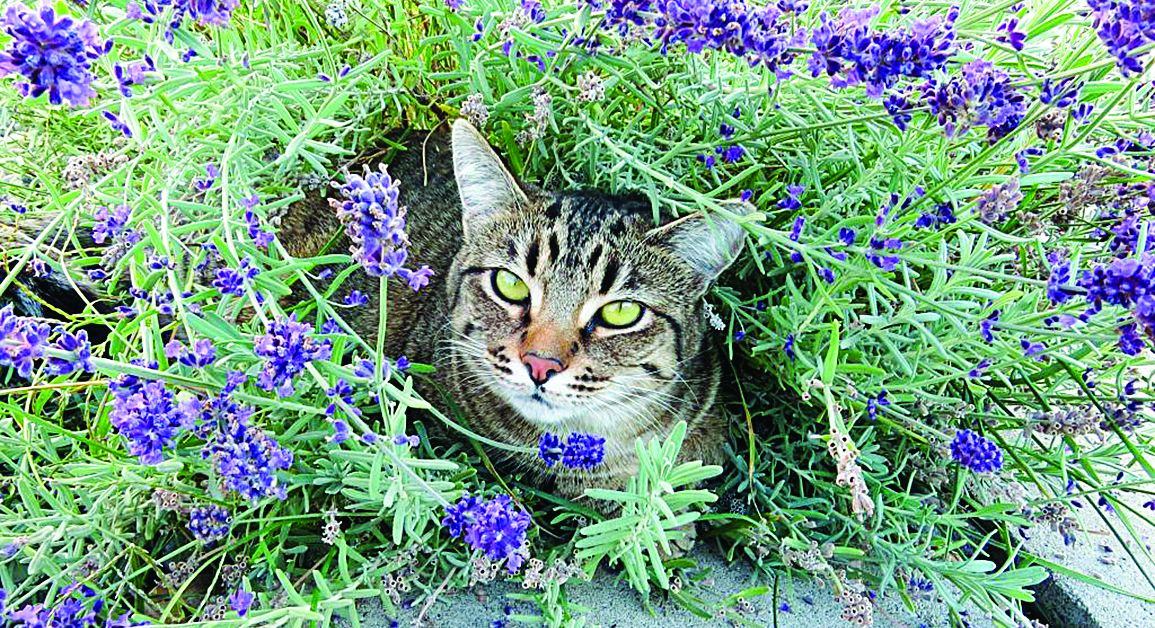 Внимание! Лавандулата, може да убие домашната ви котка
