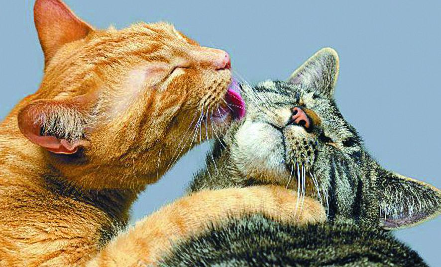 Внимание! Лавандулата, може да убие домашната ви котка