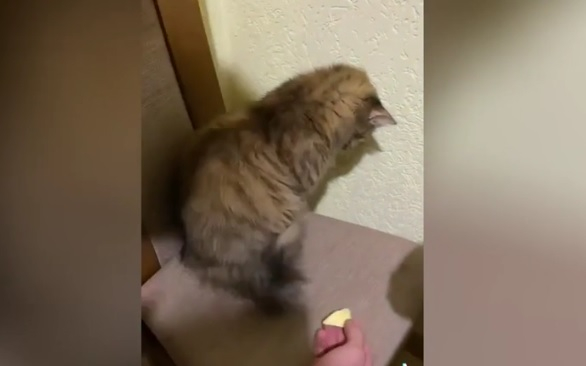 Котка, обидена от шега на собствениците си, развесели мрежата ВИДЕО