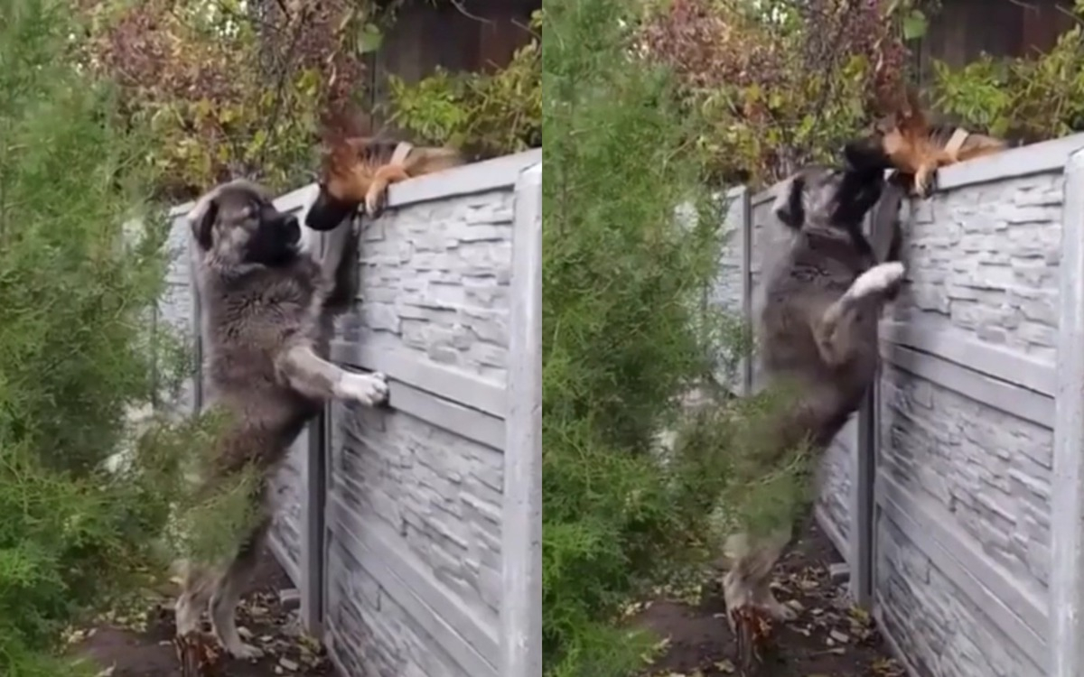Двойка кучета доказа, че за любовта няма пречки ВИДЕО