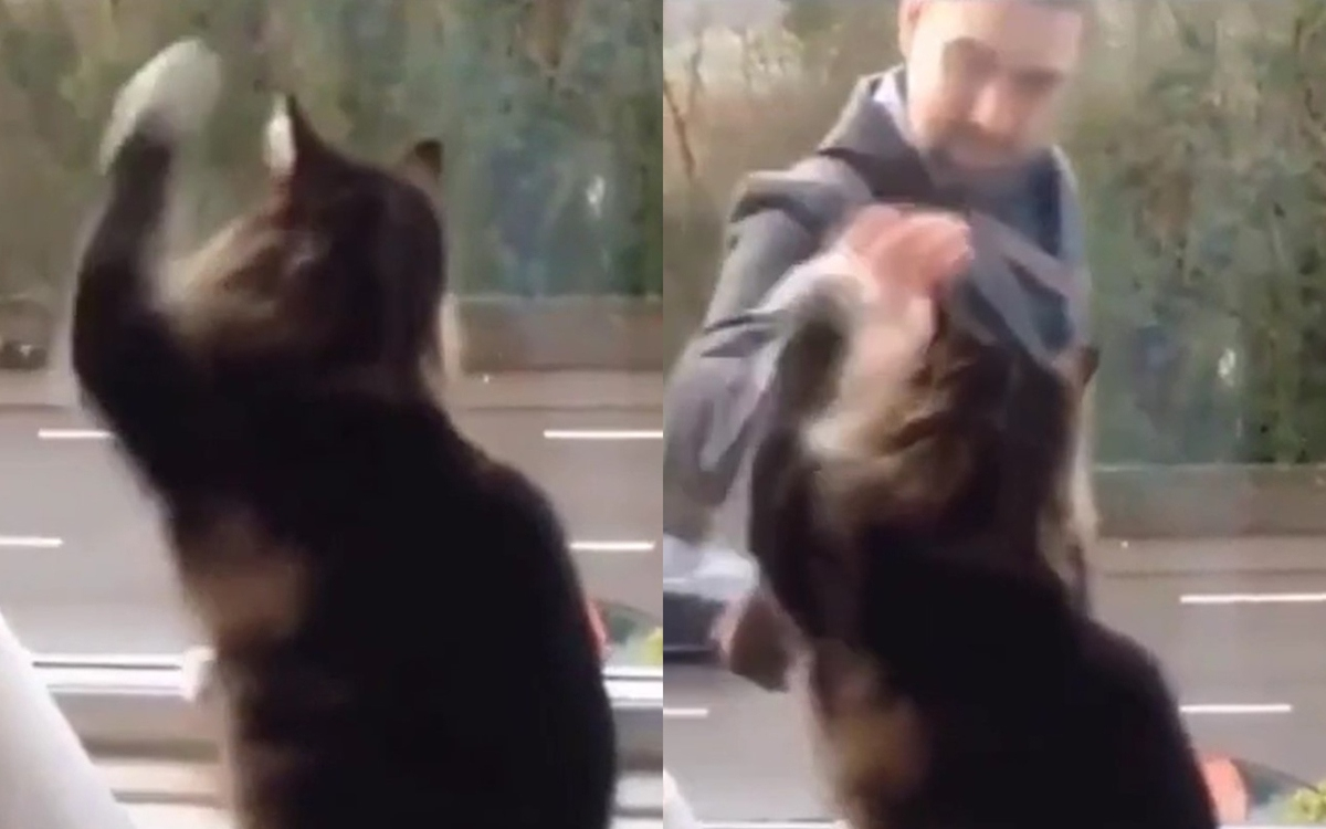 Котарак, който поздравява минувач, развесели интернет ВИДЕО