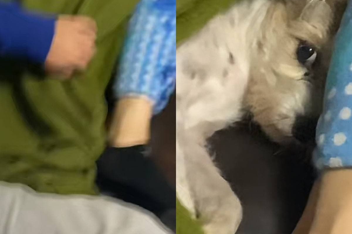Куче, желаещо уединение, развесели мрежата ВИДЕО
