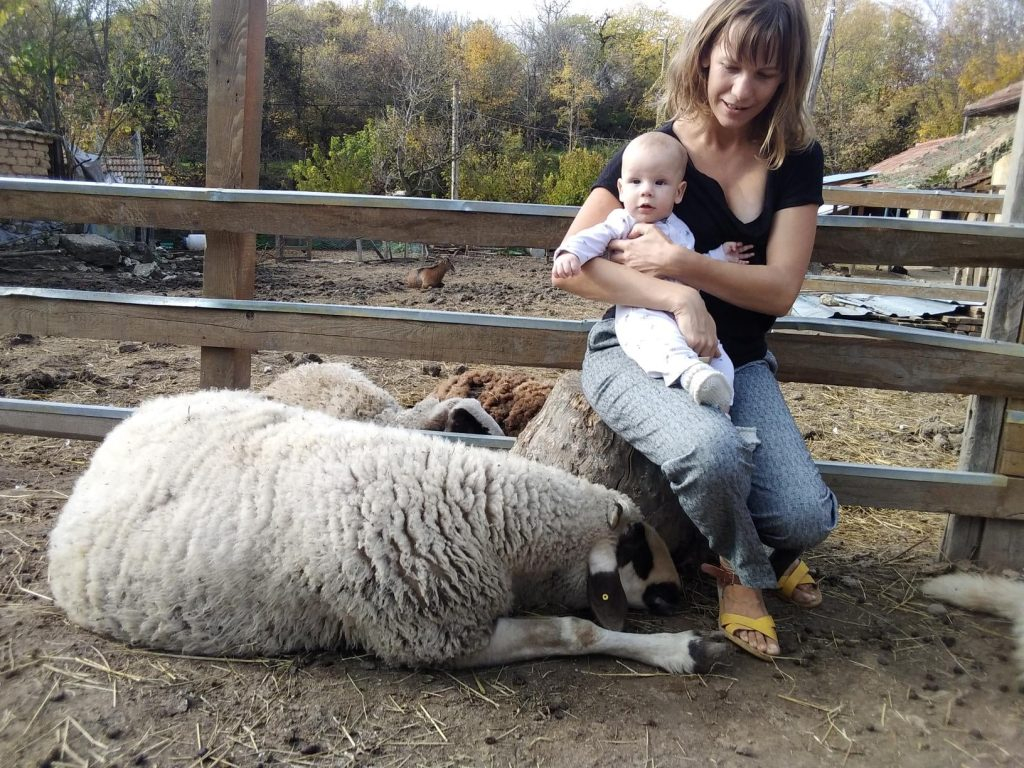 Британци кръстиха бебето си на овен от ферма в търновско село 