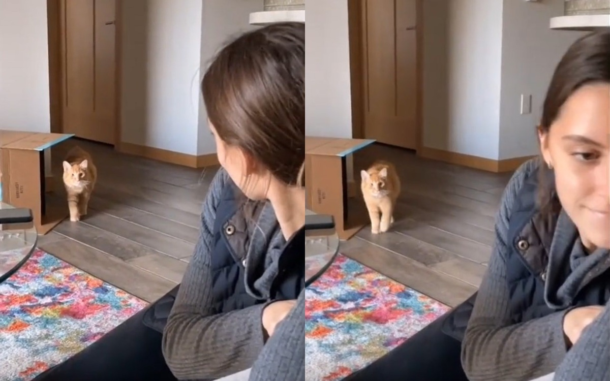 Момиче и нейният котарак пресъздадоха сцена от "Игра на калмари" ВИДЕО