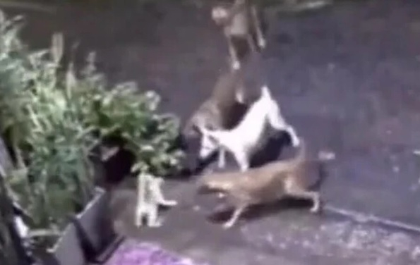 Котка разказа играта на глутница кучета, за да защити котенцето си ВИДЕО