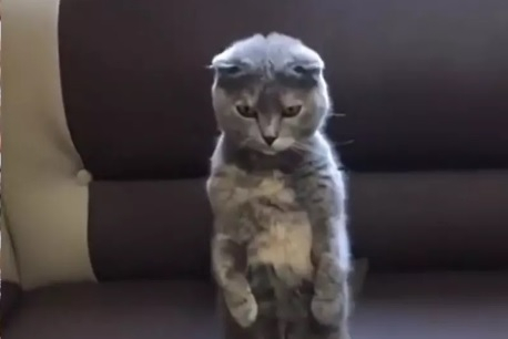 Котарак видя улова на собственика си и се ошашави от щастие ВИДЕО
