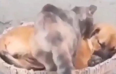 Котка легна да спи до приятеля си куче и умили интернет ВИДЕО