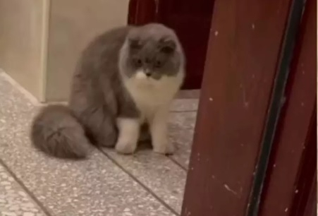 Забавно: Реакцията на котарак към нова играчка ще ви развесели ВИДЕО