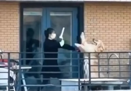 ВИДЕО запечата свирепа битка между ретривър и собственичката му