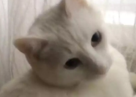 Котка измисли начин за справяне със студа и възхити мрежата ВИДЕО