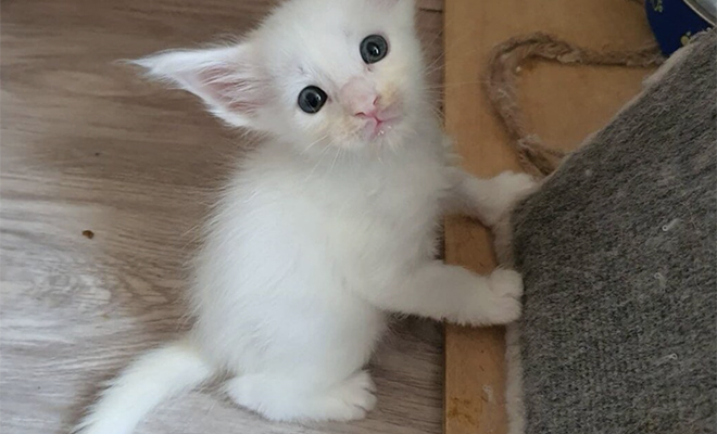 Шок! Жена си купи коте, но то стана по-голямо от вълк и втрещи мрежата СНИМКИ