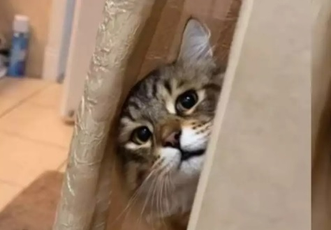 Котарак, наблюдаващ като воайор момиче, разсмя мрежата ВИДЕО