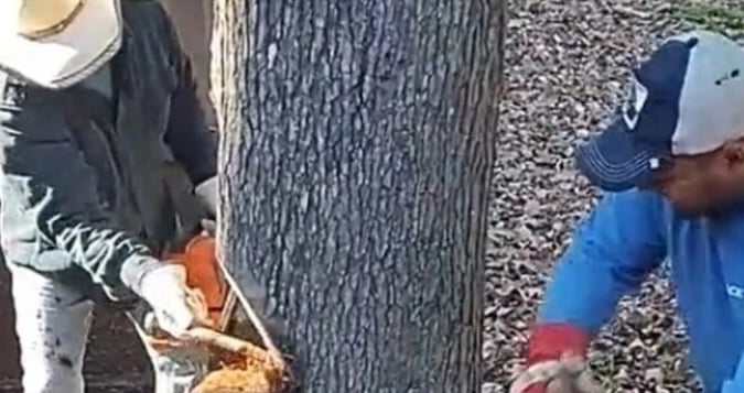 Дървосекачи започнаха да режат дърво и онемяха от тази гледка в корубата ВИДЕО