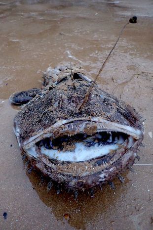 Мъж пъхна крак в устата на страховито морско създание и горчиво съжали СНИМКИ