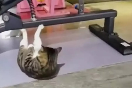 Котарак, подготвящ се за празниците, вдъхновява хората да тренират ВИДЕО