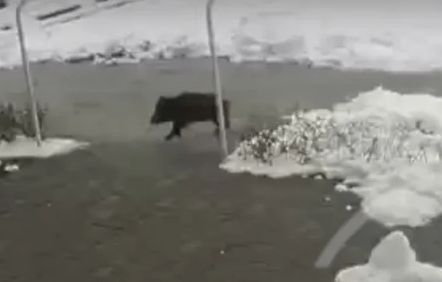 Пълен шок! Какво се случва из центъра на град Лъки ВИДЕО
