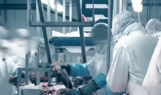 Скрита камера показа нечовешката експлоатация на нашенците в немските кланици ВИДЕО