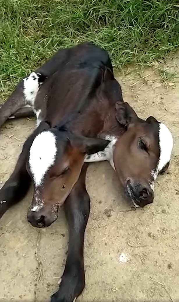 Теле мутант с две глави озадачи и специалистите ВИДЕО 