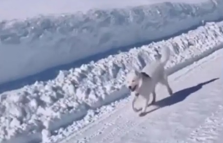 Походката на щастието на това куче ще повдигне настроението на всеки ВИДЕО
