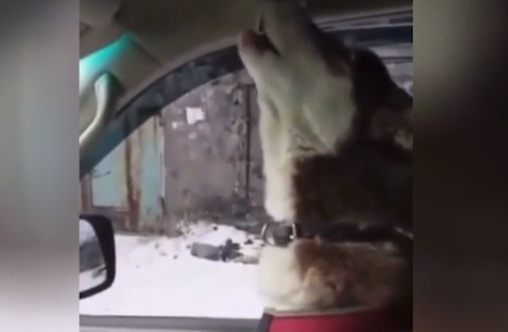Струва си да се види: Хъски пее опера на Витас ВИДЕО