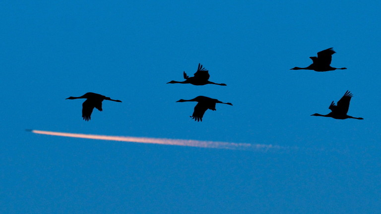 Птичи грип уби 5000 жерава в Израел