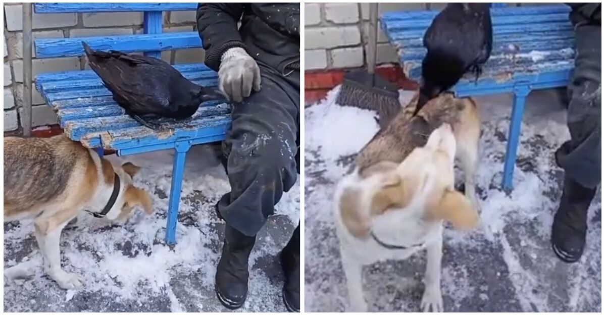Обезумял от ревност гарван нападна куче и разсмя мрежата ВИДЕО