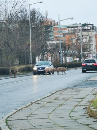 Невиждана гледка в Слънчев бряг насред зимата СНИМКА