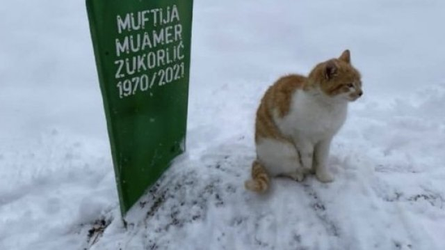 Трогателно! Скърбящ котарак стои 2 месеца на гроба на стопанина си ВИДЕО
