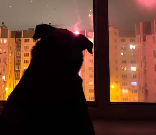 "Четири лапи" да не гледат: Този ротвайлер обожава зарята ВИДЕО
