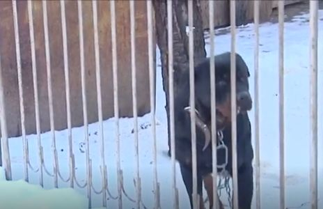 Млада перничанка се наведе да погали ротвайлер, сега бере душа в болницата 