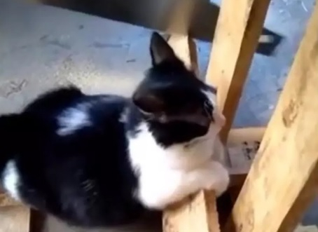 Котарак помогна на собственика си и възхити мрежата ВИДЕО