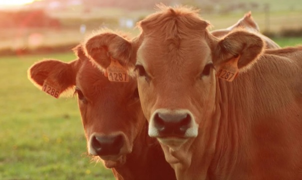 Пълен шаш: Гейове спасяват от кланицата транссексуална крава, която "се чувства като бик" СНИМКА