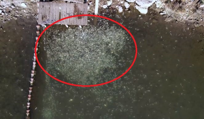 Стотици хиляди трупове в Гърция заради студа ВИДЕО