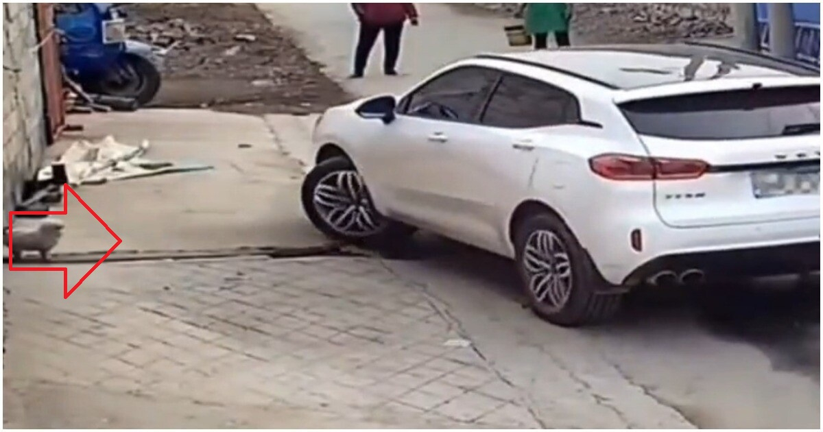 Шофьор се опита да катапултира куче в космоса ВИДЕО