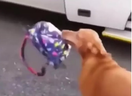 Куче, посрещащо дете от училище, предизвика възторг в мрежата ВИДЕО