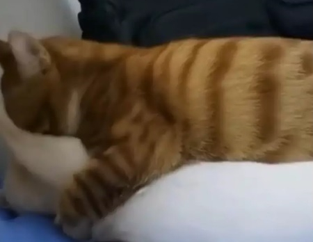 Собственик на котешка двойка ги хвана да се целуват ВИДЕО