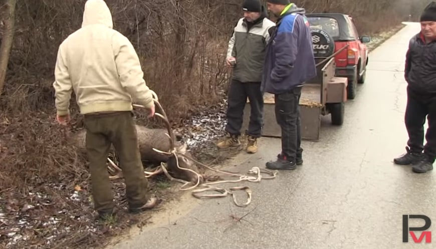 Красив 200-килограмов елен се вряза в автобус в Русенско и... ВИДЕО